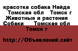 красотка собака Найда  - Томская обл., Томск г. Животные и растения » Собаки   . Томская обл.,Томск г.